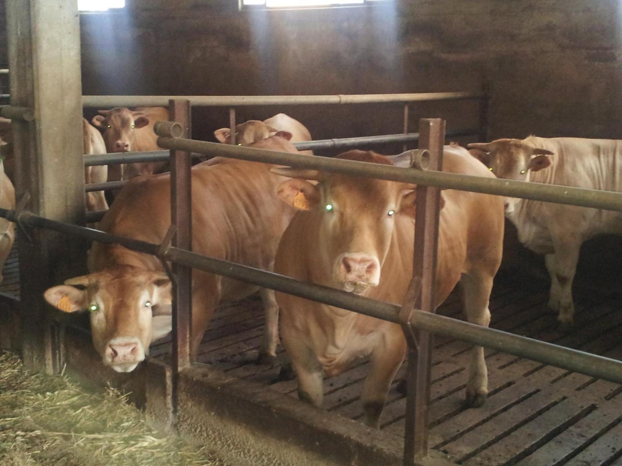 Agriturismo Ca' Del Gal Valeggio sul Mincio Bagian luar foto